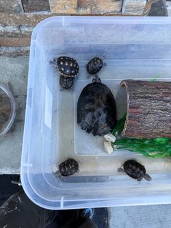 Turtle containers
