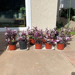6 X 5 Inch Pot Tradescantia Nanouk