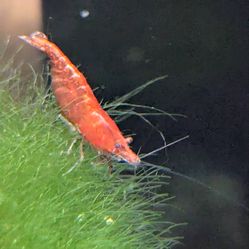 Java Moss Aquarium Plants for Neocaridina Shrimp