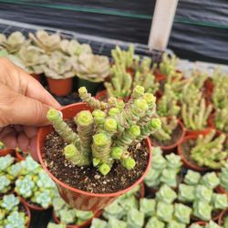Succulent