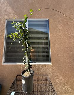 Live Potted Jasmine Plant