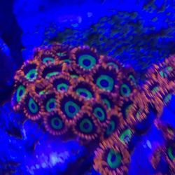 Coral Decoration 