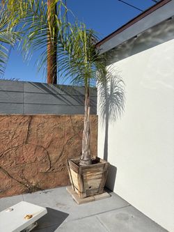 Queen Palm