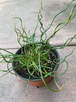 Corkscrew rush spiralis