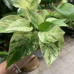 Plant