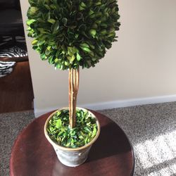Accessory Plant. $15