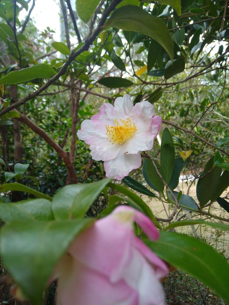 Free Gardinias, You Dig.