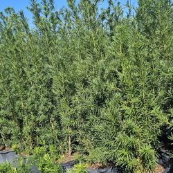 Podocarpus 6+ Feet Tall Instant Privacy Hedge For Fence Green Full Ready For Planting 