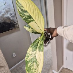 Dieffenbachia 'Big Ben' Variegated