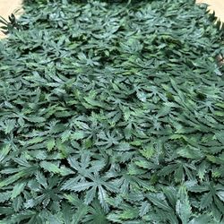 220x20 Backdrop Wall Party Decoration Trellis Artificial Marijuana Maple Leaves