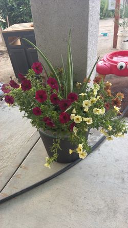 Planta flores hermosas