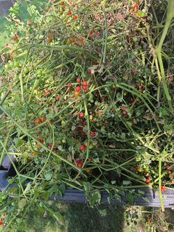 FREE SPOON TOMATOES!