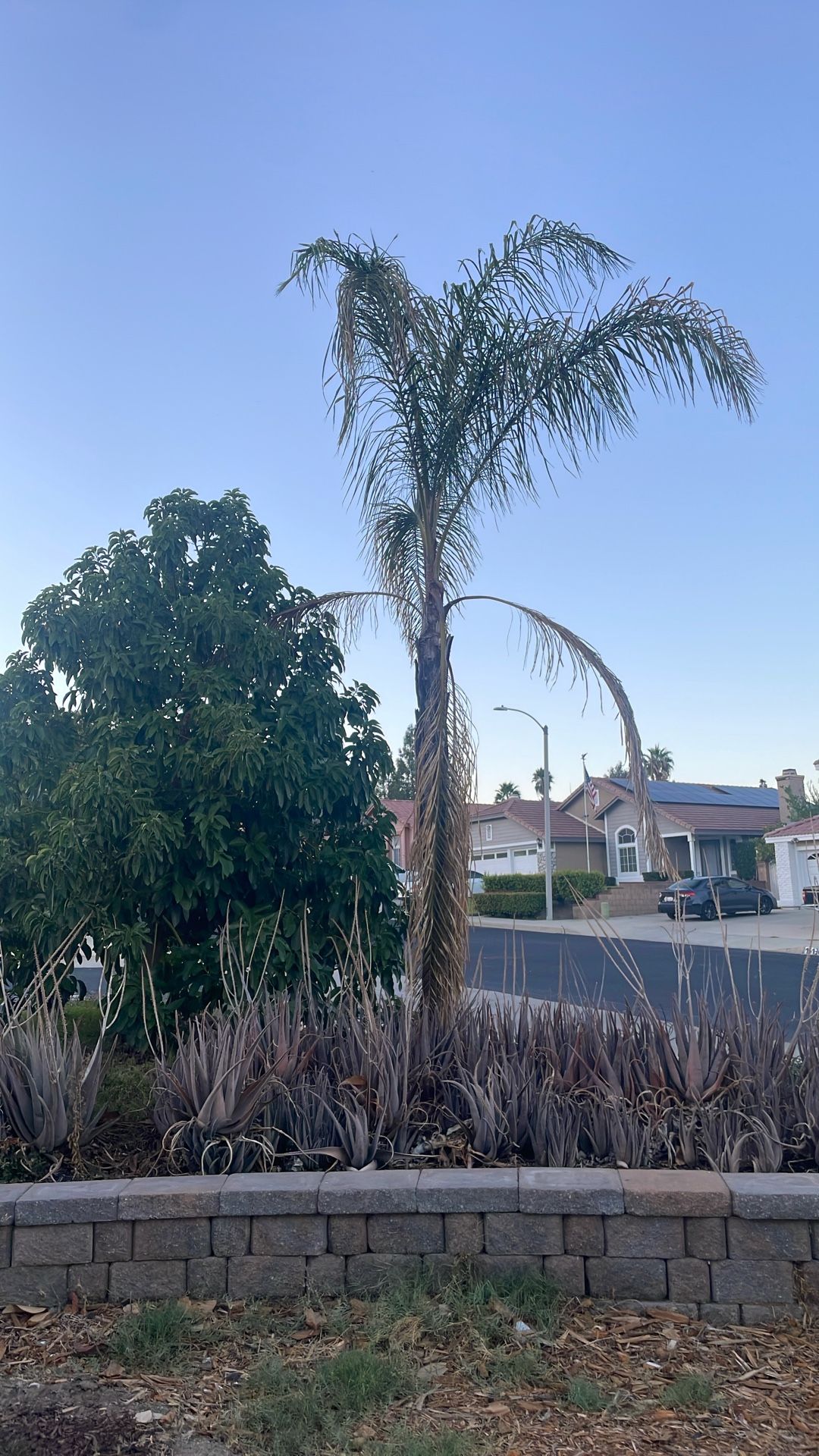 Free Palm Tree