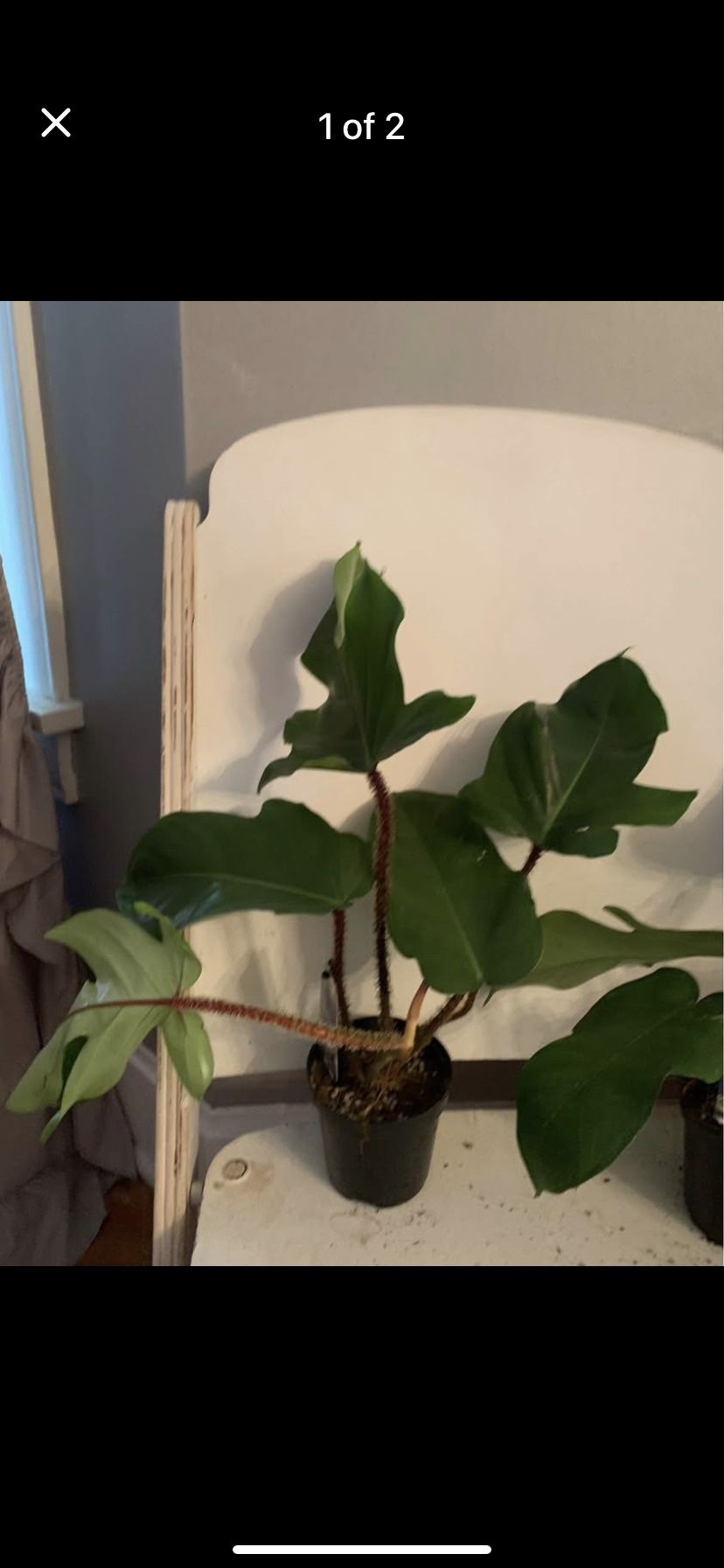 Squamiferum Philondredron Plant!! $25 Each!! 