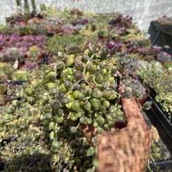 String Of Watermelon 🍉 