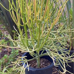 Fire Sticks Succulents Plant  3.4 Gallon