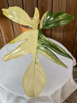 Gorgeous Philodendron Florida x Joepii