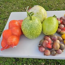 Fresh Organic Chilacayote for Sale