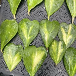 Variegated Hoya Kerri One Leaf 🍃 