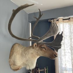 Caribou Taxidermy Mount 