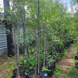 Arboles De Pirul Mexicano 3gallones 6a 7 Pies De Alto 