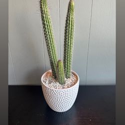 Cactus in 6” Ceramic Pot