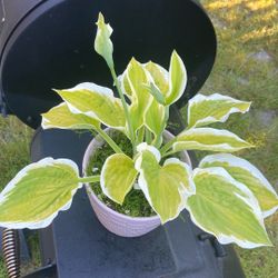 Healthy Blooming  Hosta Plants In Ceramic Pot With Drainage