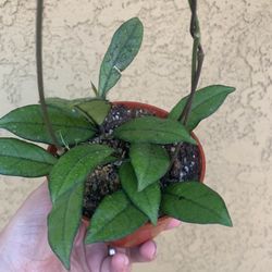 Hoya Cressipetiolata. Plants
