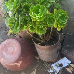 Suculenta