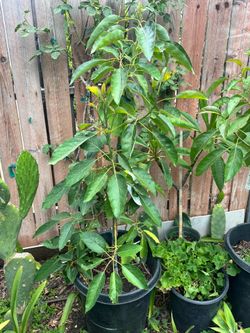 Avocado tree