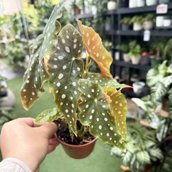 Plants (4”pot🌿Begonia “Polkadot” $10)