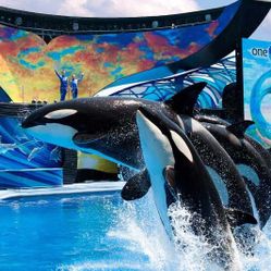 Parque Tematico De Seaworld