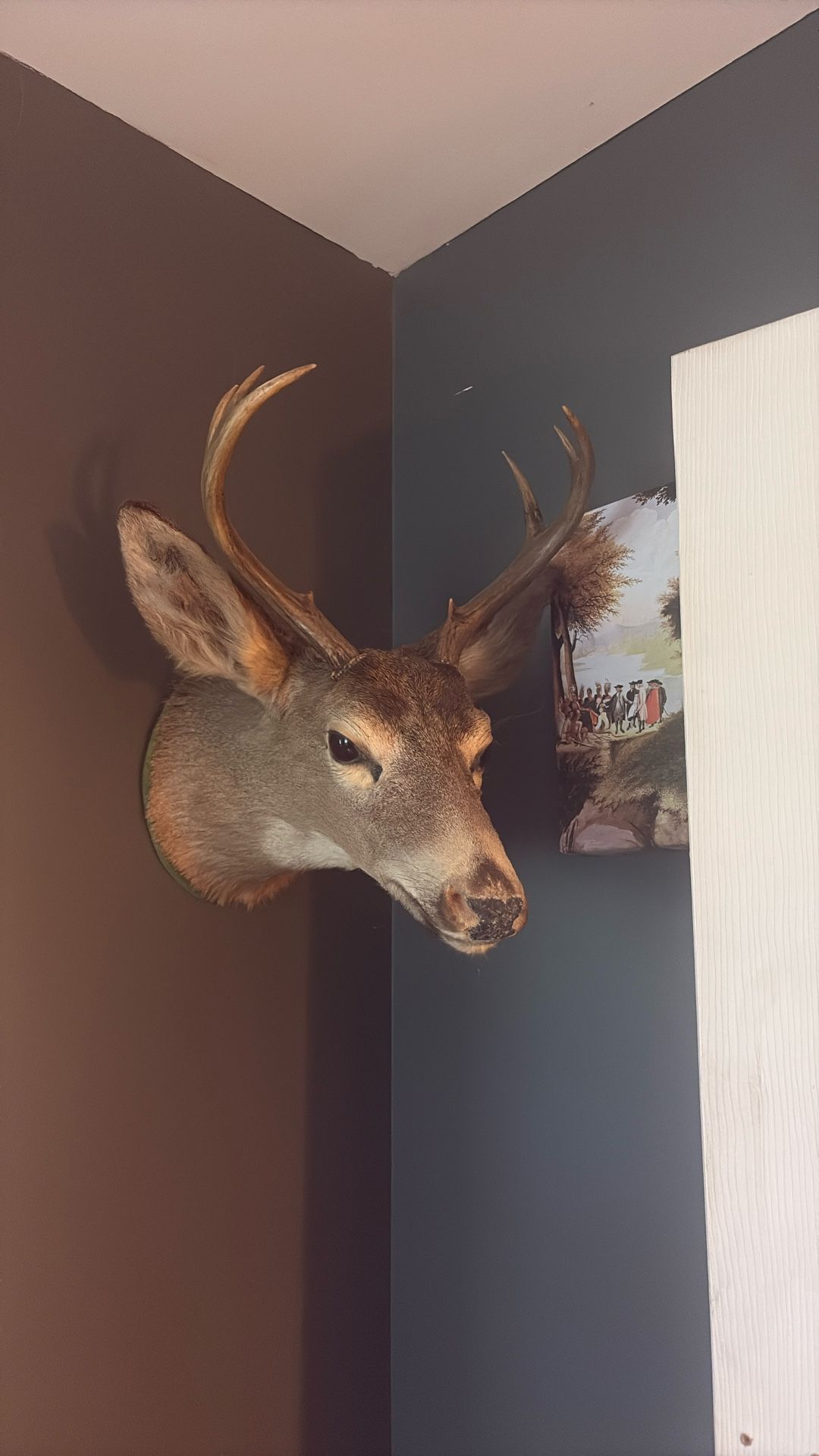 Taxidermy Buck
