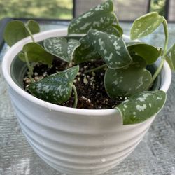  🌳SILVER POTHOS 🌳