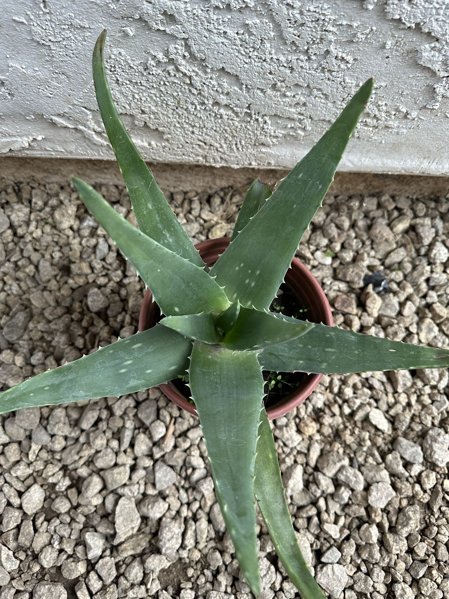 Aloe Vera Plant One Gallon Pot