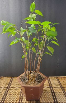 Forest Style Ficus Bonsai Tree