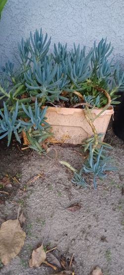 Senecio Plant 