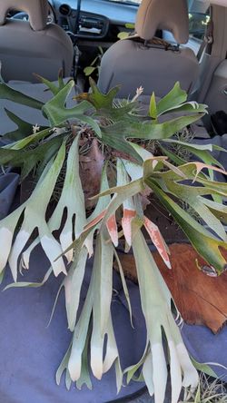 Staghorn Fern and Air Plants