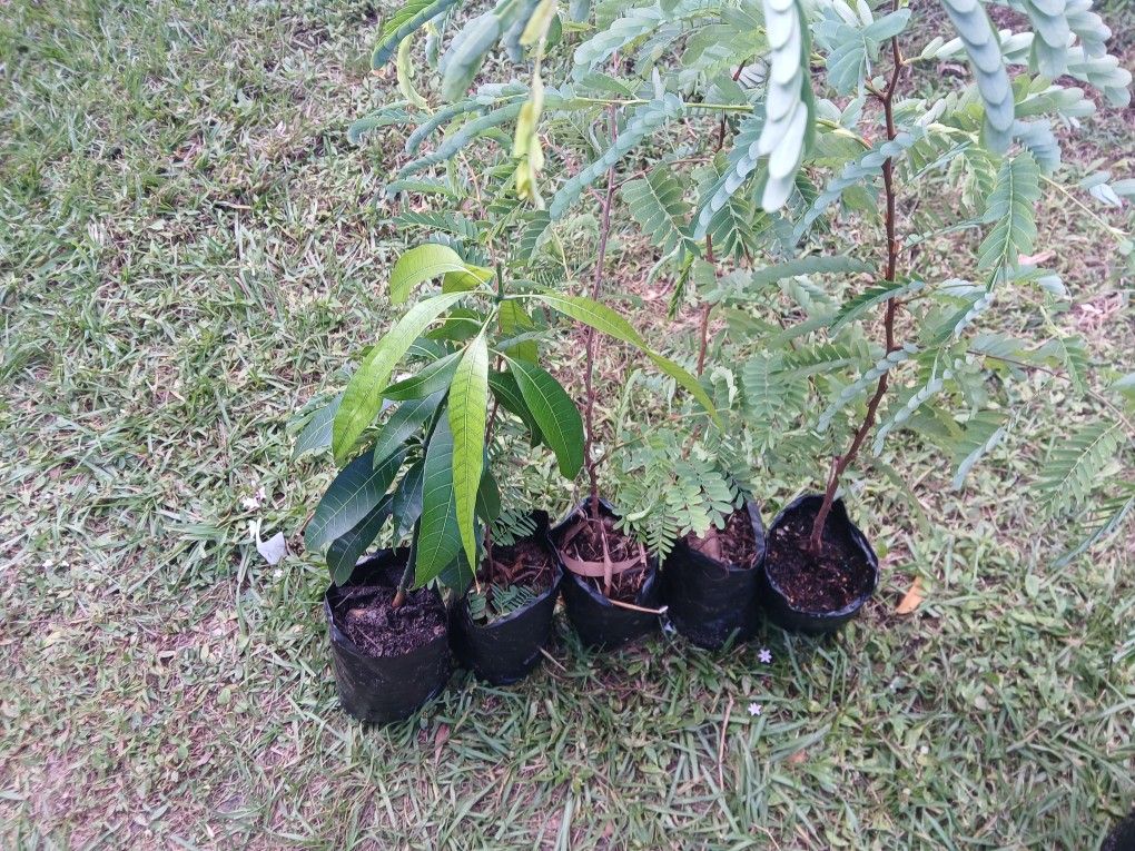 tamarind and mangoes tree $5.00 each one