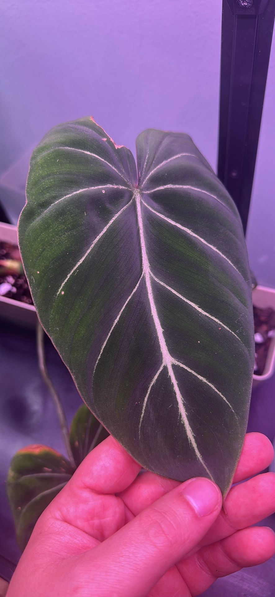 Philodendron Glorious Plant