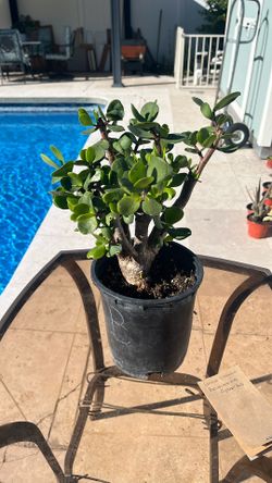1 Gal. Elephant Bush Succulent