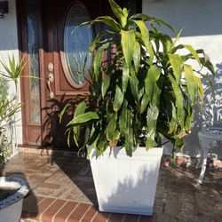 Dracaena Plant With Pot