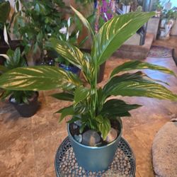 1ft 6in Tall Live Peace Lilly Plant In 6in Metallic Pot With Stones And Sea Glass