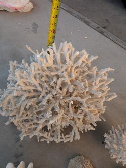Coral Staghead Elkhead Home Decor
