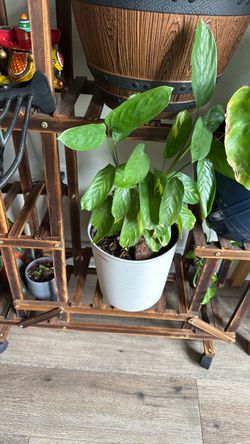 Prayer plant