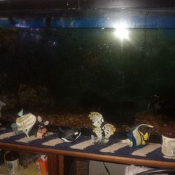 Fish Tank Fish  And Stand 