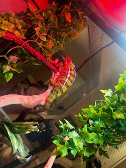 Male Panther Chameleon