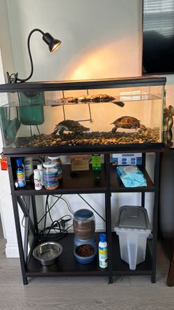 Free Turtle stand and 20 gallon long Tank.