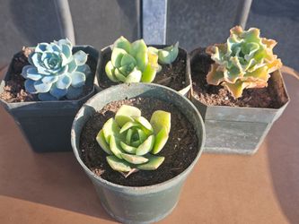 Small succulents