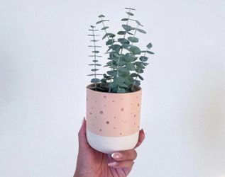 Polka dot rose gold pink planter